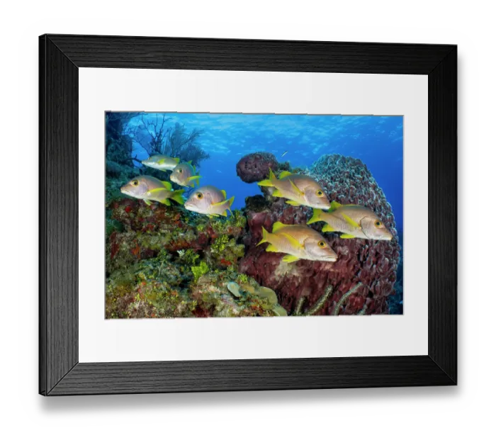Framed Print : RF - School of Schoolmasters (Lutjanus apodus) swimming near a Barrel sponge (Xestospongia muta) on a coral reef, Bloody Bay Wall, Little Cayman, Cayman Islands Framed Print : RF - School of Schoolmasters (Lutjanus apodus) swimming near a Barrel sponge (Xestospongia muta) on a coral reef, Bloody Bay Wall, Little Cayman, Cayman Islands