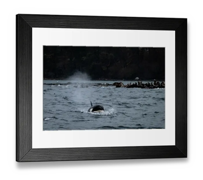 Framed Print : Orca (Orcinus orca) hunting group of Steller sea lions (Eumetopias jubatus), British Columbia, Canada, Pacific Ocean