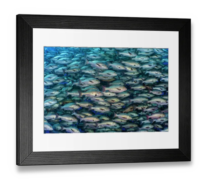Framed Print : RF - School of Bohar snappers (Lutjanus bohar) in open water close to a coral reef, aggregating to spawn, Ras Mohammed, Sinai, Egypt, Red Sea Framed Print : RF - School of Bohar snappers (Lutjanus bohar) in open water close to a coral reef, aggregating to spawn, Ras Mohammed, Sinai, Egypt, Red Sea