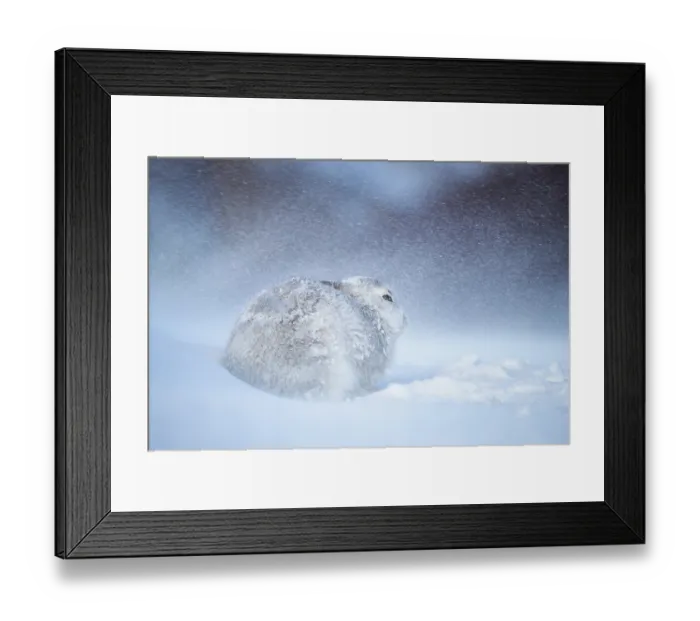 Framed Print : Mountain hare (Lepus timidus) encrusted in snow and ice resting on snow in gale force winds and swirling spindrift, Cairngorms National Park, Scotland, UK. February Framed Print : Mountain hare (Lepus timidus) encrusted in snow and ice resting on snow in gale force winds and swirling spindrift, Cairngorms National Park, Scotland, UK. February
