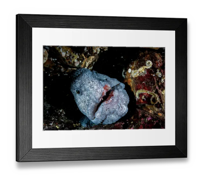 Framed Print : RF - Wolf eel (Anarrhichthys ocellatus) peering out from reef, portrait, off Vancouver Island, British Columbia, Canada, Pacific Ocean Framed Print : RF - Wolf eel (Anarrhichthys ocellatus) peering out from reef, portrait, off Vancouver Island, British Columbia, Canada, Pacific Ocean
