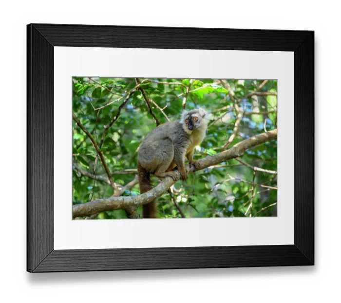 Framed Print : Sanford's brown lemur (Eulemur sanfordi) male, resting on branch in forest understorey, Andrafiamena-Andavakoera Protected Forest, northern Madagascar. Endangered Framed Print : Sanford's brown lemur (Eulemur sanfordi) male, resting on branch in forest understorey, Andrafiamena-Andavakoera Protected Forest, northern Madagascar. Endangered