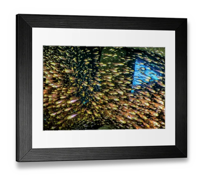 Framed Print : RF - Schooling Golden sweepers (Parapriacanthus ransonneti) inside the wreck of the Dunraven, Sha'ab Mahmood Reef, Sinai, Egypt, Red Sea Framed Print : RF - Schooling Golden sweepers (Parapriacanthus ransonneti) inside the wreck of the Dunraven, Sha'ab Mahmood Reef, Sinai, Egypt, Red Sea