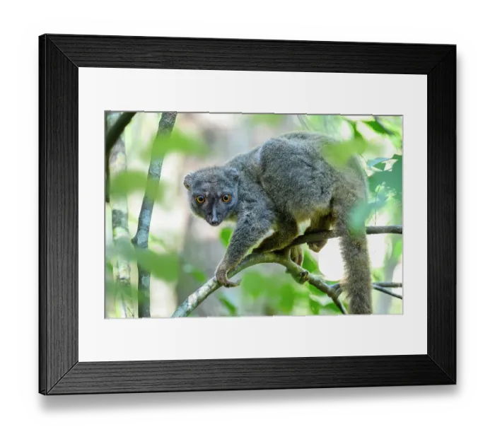 Framed Print : Sanford's brown lemur (Eulemur sanfordi) female, climbing along branch in forest understorey, Andrafiamena-Andavakoera Protected Forest, northern Madagascar. Endangered