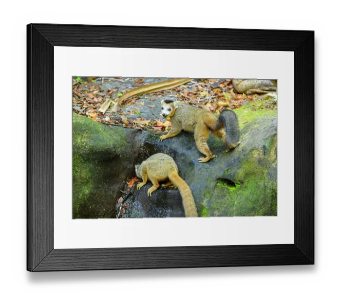 Framed Print : Two Crowned lemurs (Eulemur coronatus) male, drinking from drying stream in forest, Andrafiamena-Andavakoera Protected Forest, northern Madagascar. Endangered Framed Print : Two Crowned lemurs (Eulemur coronatus) male, drinking from drying stream in forest, Andrafiamena-Andavakoera Protected Forest, northern Madagascar. Endangered