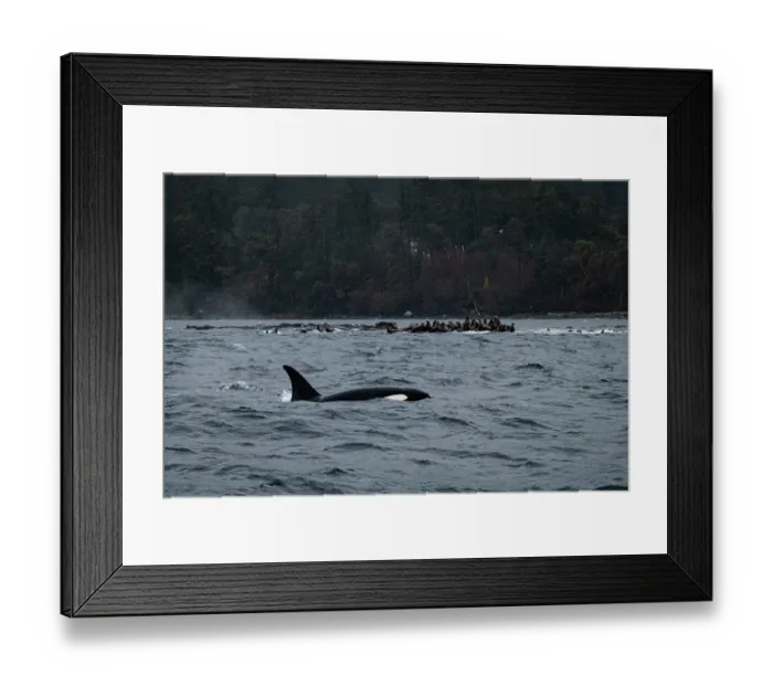 Framed Print : Orca (Orcinus orca) hunting group of Steller sea lions (Eumetopias jubatus), British Columbia, Canada, Pacific Ocean Framed Print : Orca (Orcinus orca) hunting group of Steller sea lions (Eumetopias jubatus), British Columbia, Canada, Pacific Ocean