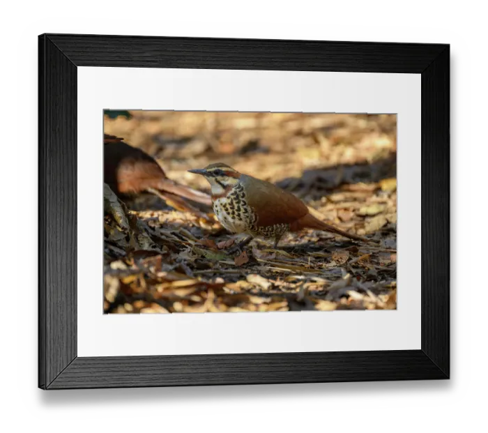 Framed Print : White-brested mesite (Mesitornis variegatus) foraging in leaf-litter on forest floor, Kirindy Forest, Central Menabe, western Madagascar Framed Print : White-brested mesite (Mesitornis variegatus) foraging in leaf-litter on forest floor, Kirindy Forest, Central Menabe, western Madagascar