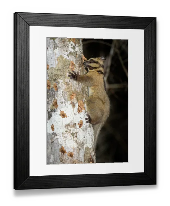 Framed Print : Pale fork-marked lemur (Phaner pallescens) climbing down tree (Terminalia sp.) trunk at night, feeding on tree sap / gum, Kirindy Forest, Menabe, western Madagascar. Endangered Framed Print : Pale fork-marked lemur (Phaner pallescens) climbing down tree (Terminalia sp.) trunk at night, feeding on tree sap / gum, Kirindy Forest, Menabe, western Madagascar. Endangered