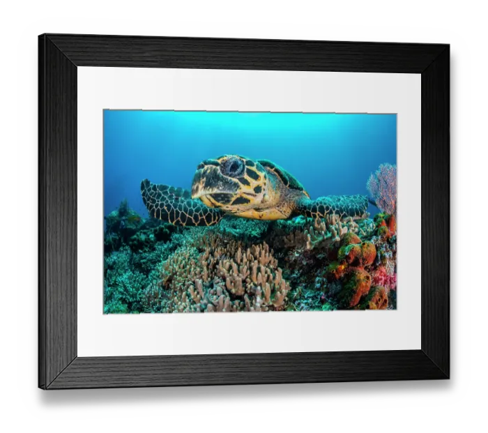 Framed Print : Hawksbill turtle (Eretmochelys imbricata) swimming over a coral reef, Misool, Raja Ampat, West Papua, Indonesia, Ceram Sea, Pacific Ocean. Critically endangered