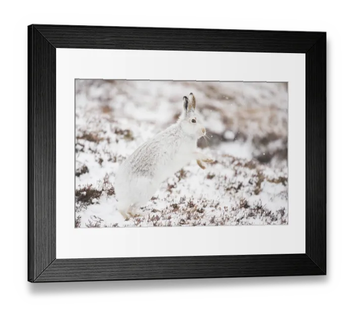 Framed Print : Mountain hare (Lepus timidus) in winter coat, standing on hind legs shaking snow from its paws, Cairngorms National Park, Scotland, UK. February Framed Print : Mountain hare (Lepus timidus) in winter coat, standing on hind legs shaking snow from its paws, Cairngorms National Park, Scotland, UK. February