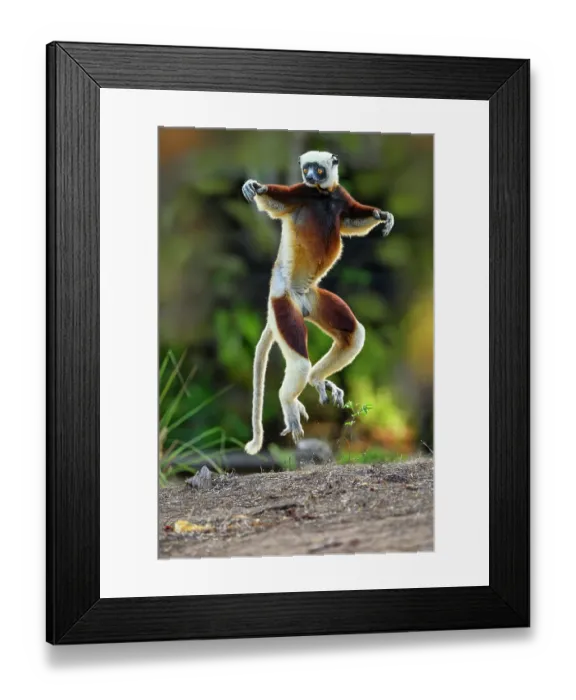 Framed Print : Coquerel's sifaka (Propithecus coquereli) male, bounding over open ground at forest edge, Anjajavy Private Reserve, north west Madagascar. Critically endangered Framed Print : Coquerel's sifaka (Propithecus coquereli) male, bounding over open ground at forest edge, Anjajavy Private Reserve, north west Madagascar. Critically endangered