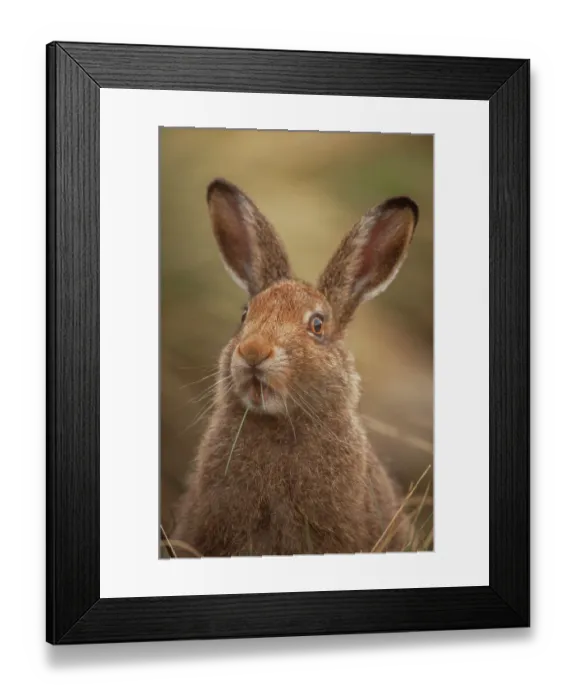 Framed Print : Mountain hare (Lepus timidus) sub-adult in summer coat, portrait, Peak District National Park, England, UK. August Framed Print : Mountain hare (Lepus timidus) sub-adult in summer coat, portrait, Peak District National Park, England, UK. August