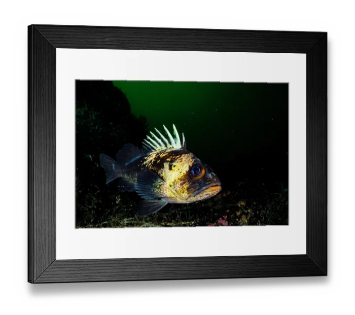 Framed Print : Quillback rockfish (Sebastes maliger) swimming over reef, Nanoose Bay, British Columbia, Canada. North East Pacific Ocean Framed Print : Quillback rockfish (Sebastes maliger) swimming over reef, Nanoose Bay, British Columbia, Canada. North East Pacific Ocean