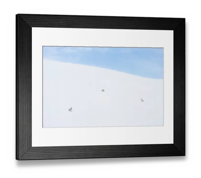 Framed Print : Three Mountain hares (Lepus timidus) in winter coat, sitting on vast ice field high in the mountains, Cairngorms National Park, Scotland, UK. February Framed Print : Three Mountain hares (Lepus timidus) in winter coat, sitting on vast ice field high in the mountains, Cairngorms National Park, Scotland, UK. February