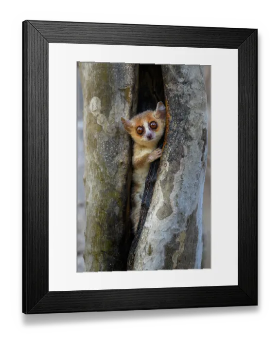 Framed Print : Madame Berthe's mouse lemur (Microcebus berthae), the world's smallest primate, peering out from tree hole, Menabe Central Forest, near Akiba Marofandilia Lodge Framed Print : Madame Berthe's mouse lemur (Microcebus berthae), the world's smallest primate, peering out from tree hole, Menabe Central Forest, near Akiba Marofandilia Lodge