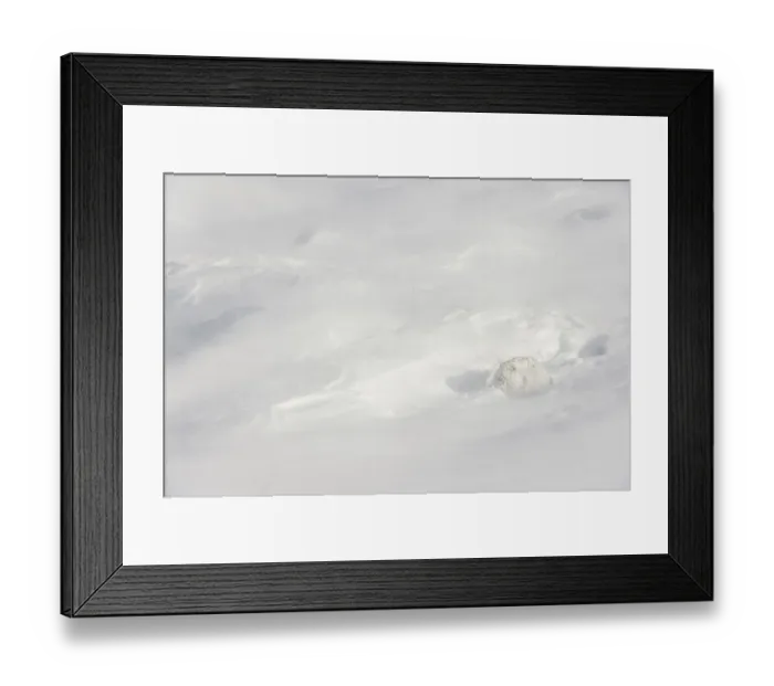 Framed Print : Mountain hare (Lepus timidus) encrusted in snow and ice resting on snow in gale force winds and swirling spindrift, Cairngorms National Park, Scotland, UK. February Framed Print : Mountain hare (Lepus timidus) encrusted in snow and ice resting on snow in gale force winds and swirling spindrift, Cairngorms National Park, Scotland, UK. February