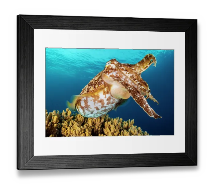 Framed Print : Broadclub cuttlefish (Sepia latimanus) swimming over Knobby leather coral (Sinularia sp.) on a coral reef, Yanggefo Island, Raja Ampat, West Papua, Indonesia, Dampier Strait Framed Print : Broadclub cuttlefish (Sepia latimanus) swimming over Knobby leather coral (Sinularia sp.) on a coral reef, Yanggefo Island, Raja Ampat, West Papua, Indonesia, Dampier Strait