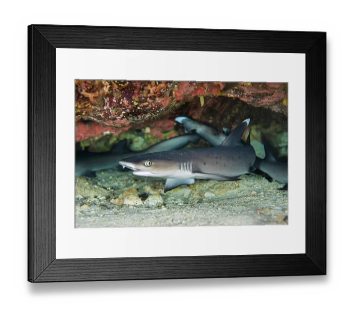 Framed Print : RF - Group of Whitetip reef sharks (Triaenodon obesus) juveniles, sheltering beneath an overhang on a coral reef, Misool, Raja Ampat, West Papua, Indonesia, Ceram Sea Framed Print : RF - Group of Whitetip reef sharks (Triaenodon obesus) juveniles, sheltering beneath an overhang on a coral reef, Misool, Raja Ampat, West Papua, Indonesia, Ceram Sea