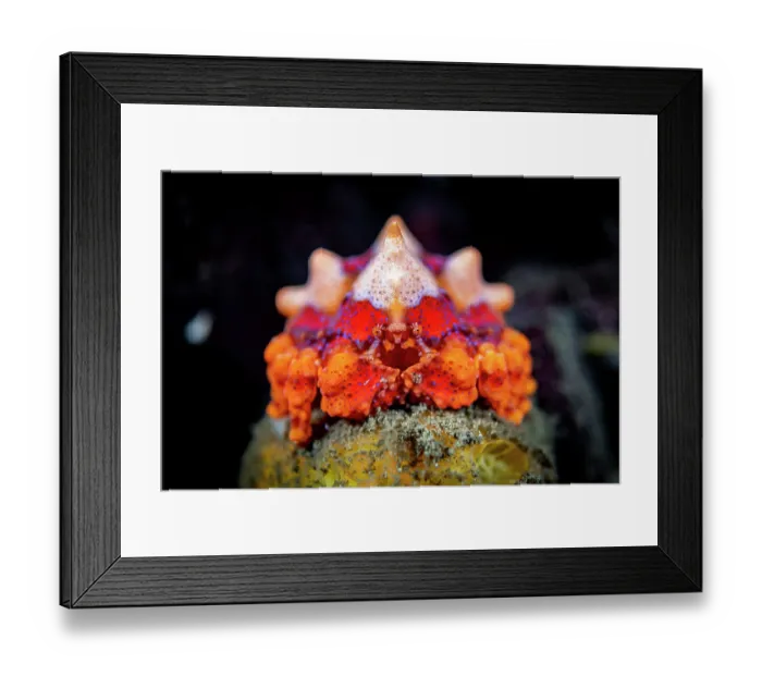 Framed Print : Puget Sound king crab (Lopholithodes mandtii) juvenile, resting on a sponge, off Vancouver Island, British Columbia, Canada, Pacific Ocean Framed Print : Puget Sound king crab (Lopholithodes mandtii) juvenile, resting on a sponge, off Vancouver Island, British Columbia, Canada, Pacific Ocean