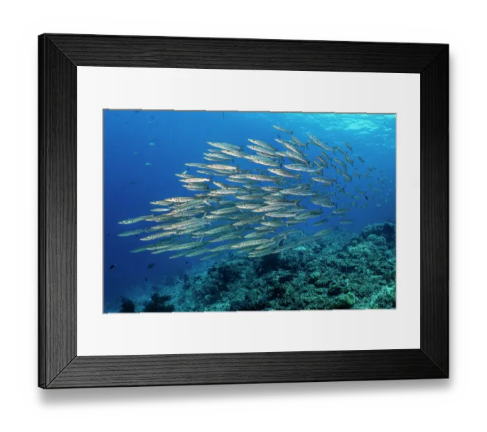 Framed Print : RF - Blackfinl barracuda (Sphyraena qenie) school swimming over coral reef, Misool, Raja Ampat, West Papua, Indonesia, Ceram Sea, Pacific Ocean Framed Print : RF - Blackfinl barracuda (Sphyraena qenie) school swimming over coral reef, Misool, Raja Ampat, West Papua, Indonesia, Ceram Sea, Pacific Ocean