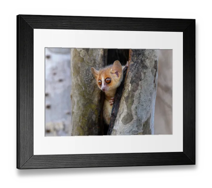 Framed Print : Madame Berthe's mouse lemur (Microcebus berthae), the world's smallest primate, peering out from tree hole, Menabe Central Forest, near Akiba Marofandilia Lodge Framed Print : Madame Berthe's mouse lemur (Microcebus berthae), the world's smallest primate, peering out from tree hole, Menabe Central Forest, near Akiba Marofandilia Lodge