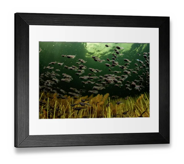 Framed Print : Western toad (Anaxyrus boreas) tadpoles moving from the safe, deep part of the lake to the shallows to feed on algae, Vancouver Island, British Columbia, Canada Framed Print : Western toad (Anaxyrus boreas) tadpoles moving from the safe, deep part of the lake to the shallows to feed on algae, Vancouver Island, British Columbia, Canada