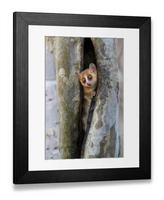 Framed Print : Madame Berthe's mouse lemur (Microcebus berthae), the world's smallest primate, peering out from tree hole licking its nose, Menabe Central Forest, near Akiba Marofandilia Lodge Framed Print : Madame Berthe's mouse lemur (Microcebus berthae), the world's smallest primate, peering out from tree hole licking its nose, Menabe Central Forest, near Akiba Marofandilia Lodge