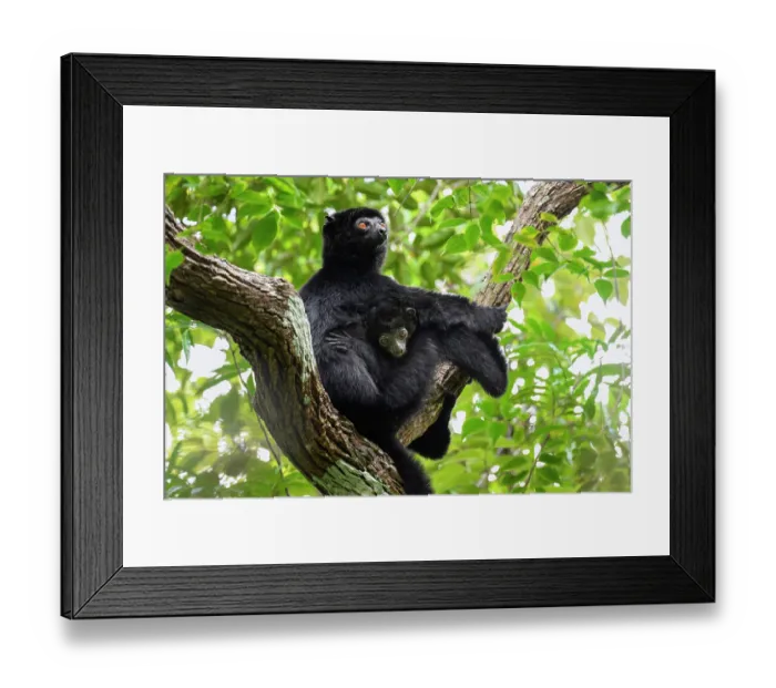 Framed Print : Perrier's black sifaka (Propithecus perrieri) female with infant, aged 3-4 months, sitting in tree in forest, Andrafiamena-Andavakoera Protected Forest, northern Madagascar Framed Print : Perrier's black sifaka (Propithecus perrieri) female with infant, aged 3-4 months, sitting in tree in forest, Andrafiamena-Andavakoera Protected Forest, northern Madagascar