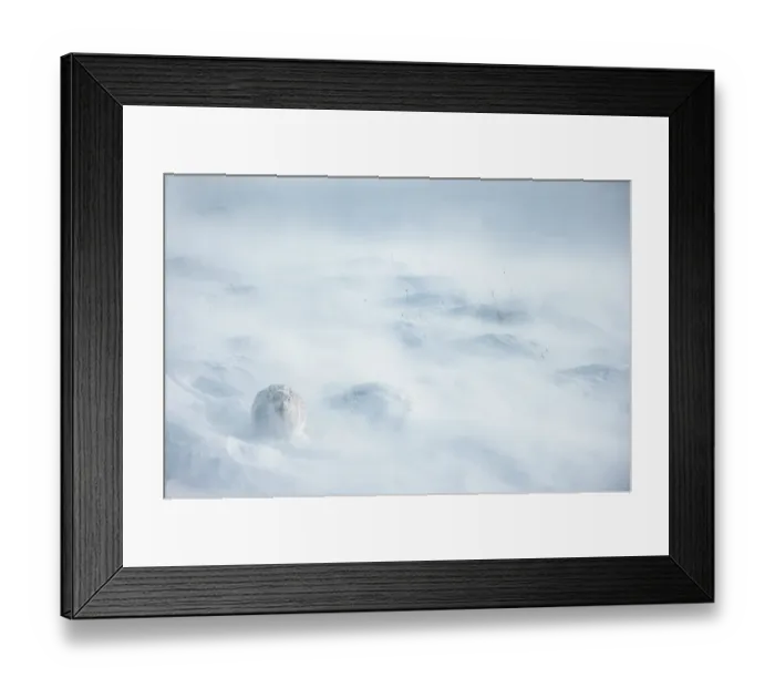 Framed Print : Mountain hare (Lepus timidus) encrusted in snow and ice resting on snow in gale force winds and swirling spindrift, Cairngorms National Park, Scotland, UK. February Framed Print : Mountain hare (Lepus timidus) encrusted in snow and ice resting on snow in gale force winds and swirling spindrift, Cairngorms National Park, Scotland, UK. February
