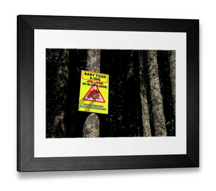 Framed Print : Signpost warning drivers of juvenile toads crossing the road on Vancouver Island, British Columbia, Canada. July, 2023 Framed Print : Signpost warning drivers of juvenile toads crossing the road on Vancouver Island, British Columbia, Canada. July, 2023