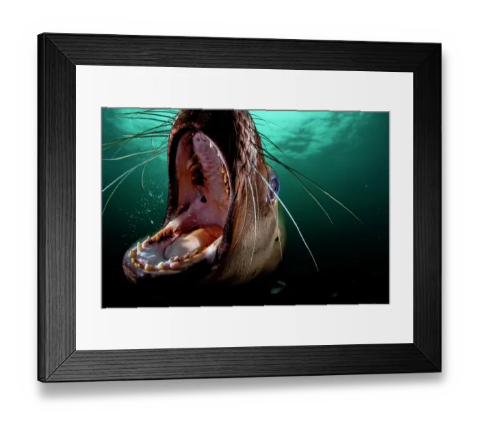 Framed Print : Steller sea lion (Eumetopias jubatus) with gaping mouth, underwater portrait, Hornby Island, British Columbia, Canada, Pacific Ocean Framed Print : Steller sea lion (Eumetopias jubatus) with gaping mouth, underwater portrait, Hornby Island, British Columbia, Canada, Pacific Ocean