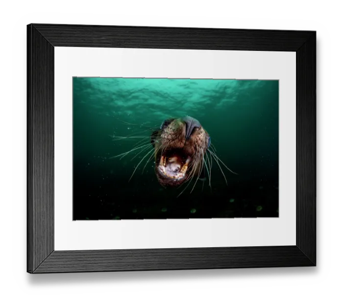 Framed Print : RF - Steller sea lion (Eumetopias jubatus) with gaping mouth, underwater portrait, Hornby Island, British Columbia, Canada, Pacific Ocean Framed Print : RF - Steller sea lion (Eumetopias jubatus) with gaping mouth, underwater portrait, Hornby Island, British Columbia, Canada, Pacific Ocean
