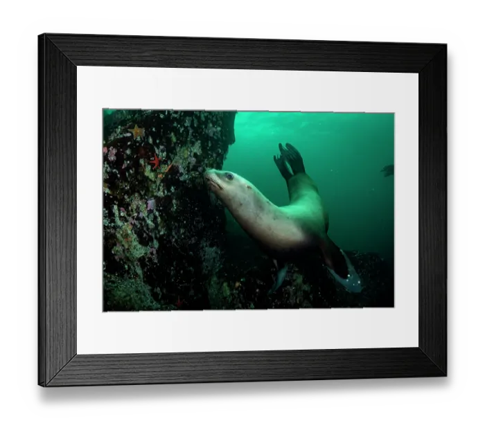 Framed Print : Steller sea lion (Eumetopias jubatus) swimming along reef wall, Hornby Island, British Columbia, Canada, Pacific Ocean Framed Print : Steller sea lion (Eumetopias jubatus) swimming along reef wall, Hornby Island, British Columbia, Canada, Pacific Ocean