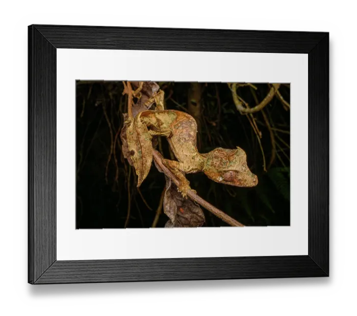 Framed Print : RF - Satanic leaf-tailed gecko (Uroplatus phantasticus) camouflaged among dried leaves, Maromizaha Forest, near Andasibe, central-eastern Madagascar Framed Print : RF - Satanic leaf-tailed gecko (Uroplatus phantasticus) camouflaged among dried leaves, Maromizaha Forest, near Andasibe, central-eastern Madagascar