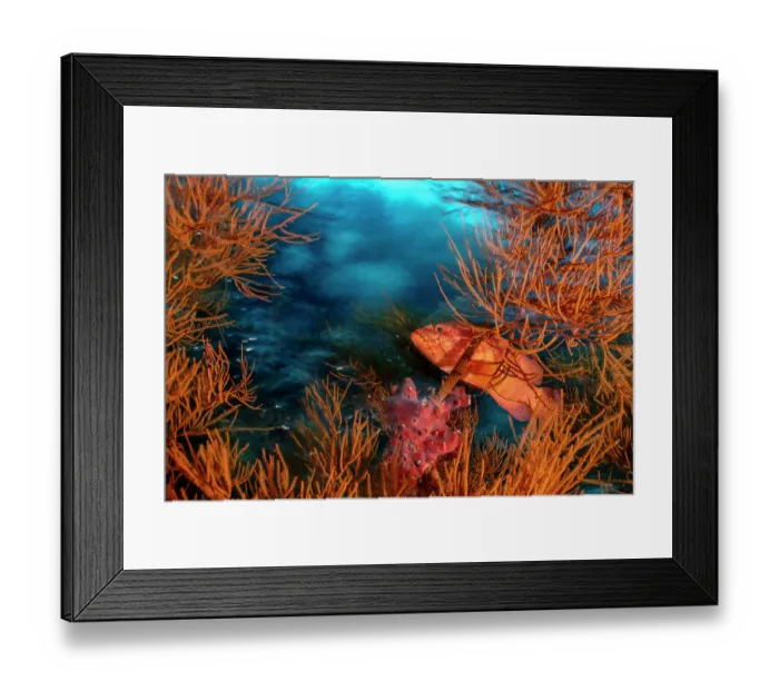 Framed Print : Coral grouper (Cephalopholis miniata) in a black coral bush (Antipathes sp.) on a coral reef, Piaynemo Island, Raja Ampat, West Papua, Indonesia, Pacific Ocean Framed Print : Coral grouper (Cephalopholis miniata) in a black coral bush (Antipathes sp.) on a coral reef, Piaynemo Island, Raja Ampat, West Papua, Indonesia, Pacific Ocean