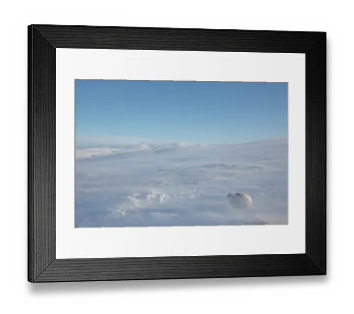 Framed Print : Mountain hare (Lepus timidus) resting on snow in gale force winds and swirling spindrift high on exposed plateau, Cairngorms National Park, Scotland, UK. February Framed Print : Mountain hare (Lepus timidus) resting on snow in gale force winds and swirling spindrift high on exposed plateau, Cairngorms National Park, Scotland, UK. February