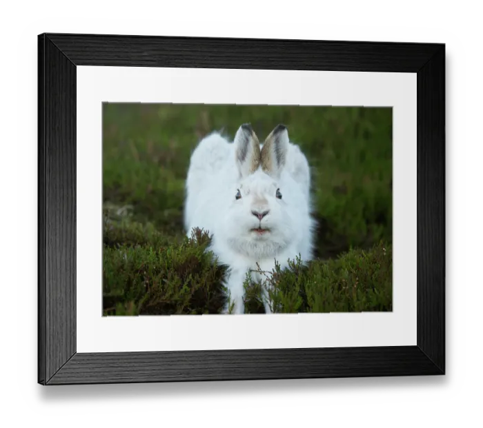 Framed Print : Mountain hare (Lepus timidus) in winter coat, stretching after waking up, Cairngorms National Park, Scotland, UK. January Framed Print : Mountain hare (Lepus timidus) in winter coat, stretching after waking up, Cairngorms National Park, Scotland, UK. January
