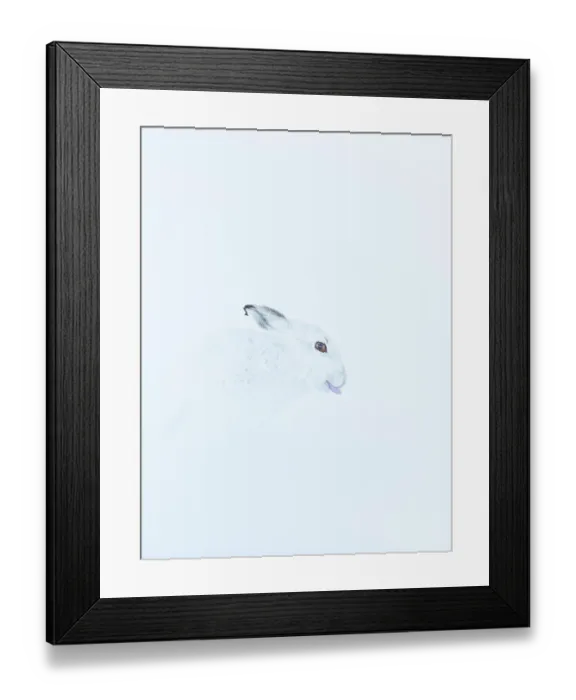 Framed Print : Mountain hare (Lepus timidus) in winter coat, sitting in snow, poking tongue out while grooming, Cairngorms National Park, Scotland, UK. February Framed Print : Mountain hare (Lepus timidus) in winter coat, sitting in snow, poking tongue out while grooming, Cairngorms National Park, Scotland, UK. February