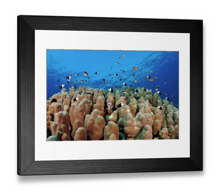 Framed Print : Chocolatedip chromis (Pycnochromis dimidiatus) swimming over Stony coral (Porites sp.), Marsa Alam, Egypt, Red Sea Framed Print : Chocolatedip chromis (Pycnochromis dimidiatus) swimming over Stony coral (Porites sp.), Marsa Alam, Egypt, Red Sea