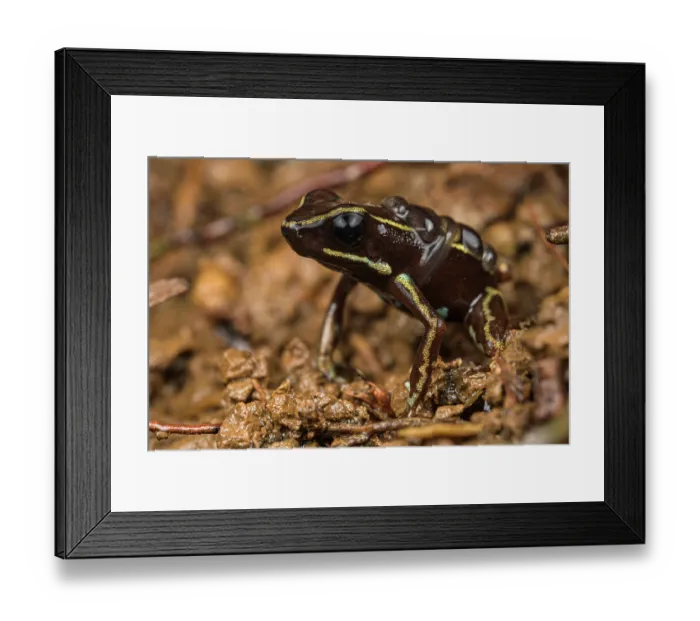 Framed Print : Lovely poison-arrow frog (Phyllobates lugubris) sitting on mud with tadpoles on back, Escudo de Veraguas island, Panama Framed Print : Lovely poison-arrow frog (Phyllobates lugubris) sitting on mud with tadpoles on back, Escudo de Veraguas island, Panama