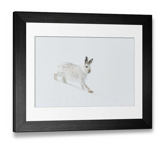 Framed Print : Mountain hare (Lepus timidus) in winter coat, running across an ice field, Cairngorms National Park, Scotland, UK. February Framed Print : Mountain hare (Lepus timidus) in winter coat, running across an ice field, Cairngorms National Park, Scotland, UK. February
