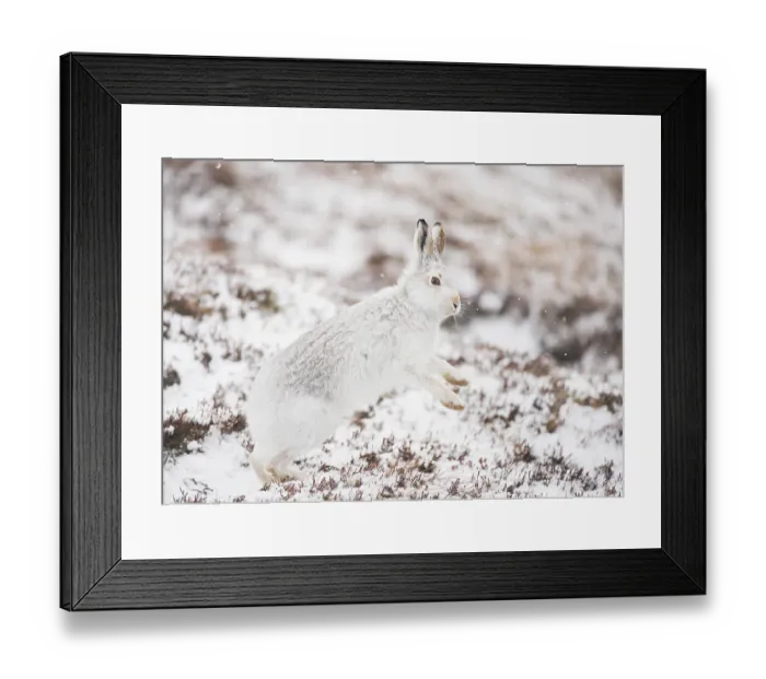 Framed Print : Mountain hare (Lepus timidus) in winter coat, standing on hind legs shaking snow from its paws, Cairngorms National Park, Scotland, UK. February