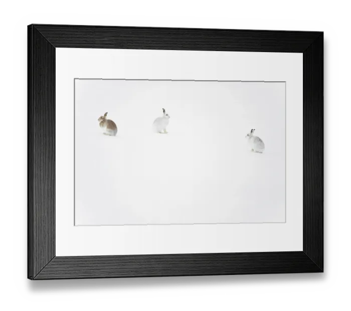 Framed Print : Three Mountain hares (Lepus timidus) on a snow slope high in the mountains, two on the right in winter coat, one on the left transitioning to summer coat