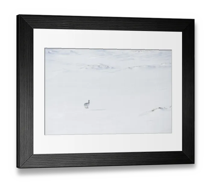 Framed Print : Mountain hare (Lepus timidus) in winter coat, running across an ice field, Cairngorms National Park, Scotland, UK. February Framed Print : Mountain hare (Lepus timidus) in winter coat, running across an ice field, Cairngorms National Park, Scotland, UK. February