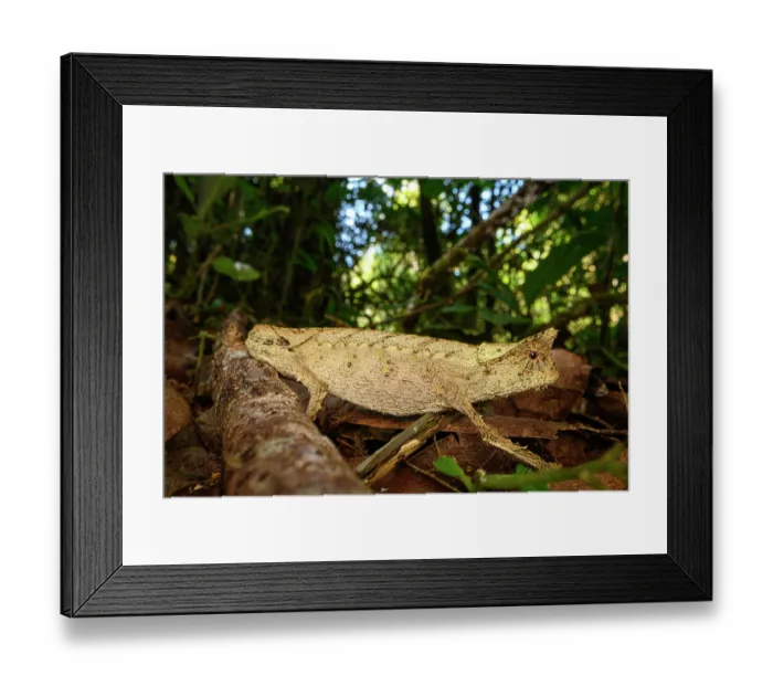 Framed Print : RF - Stump-tailed chameleon (Brookesia superciliaris) walking on forest floor, Maromizaha Forest, near Andasibe, central-eastern Madagascar Framed Print : RF - Stump-tailed chameleon (Brookesia superciliaris) walking on forest floor, Maromizaha Forest, near Andasibe, central-eastern Madagascar
