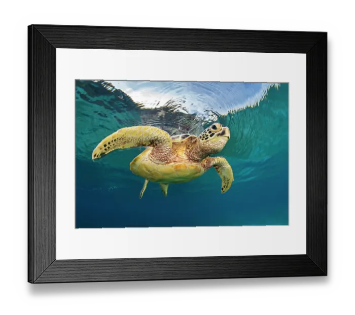 Framed Print : Green sea turtle (Chelonia mydas) swimming just below the surface of the ocean, Misool, Raja Ampat, West Papua, Indonesia, Ceram Sea, Pacific Ocean. Endangered Framed Print : Green sea turtle (Chelonia mydas) swimming just below the surface of the ocean, Misool, Raja Ampat, West Papua, Indonesia, Ceram Sea, Pacific Ocean. Endangered