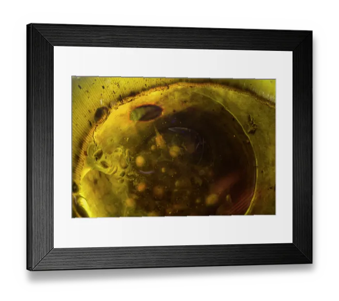 Framed Print : Saffron-bellied frog (Chaperina fusca) eggs and tadpoles submerged in water inside plant, Lambir Hills National Park, Sarawak, Borneo