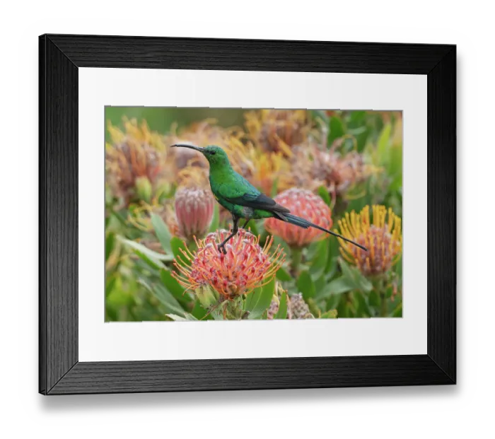 Framed Print : Malachite sunbird (Nectarinia famosa) male, perched on a Sugarbush (Protea sp.) flower head, Malgas, Cape Province, South Africa Framed Print : Malachite sunbird (Nectarinia famosa) male, perched on a Sugarbush (Protea sp.) flower head, Malgas, Cape Province, South Africa