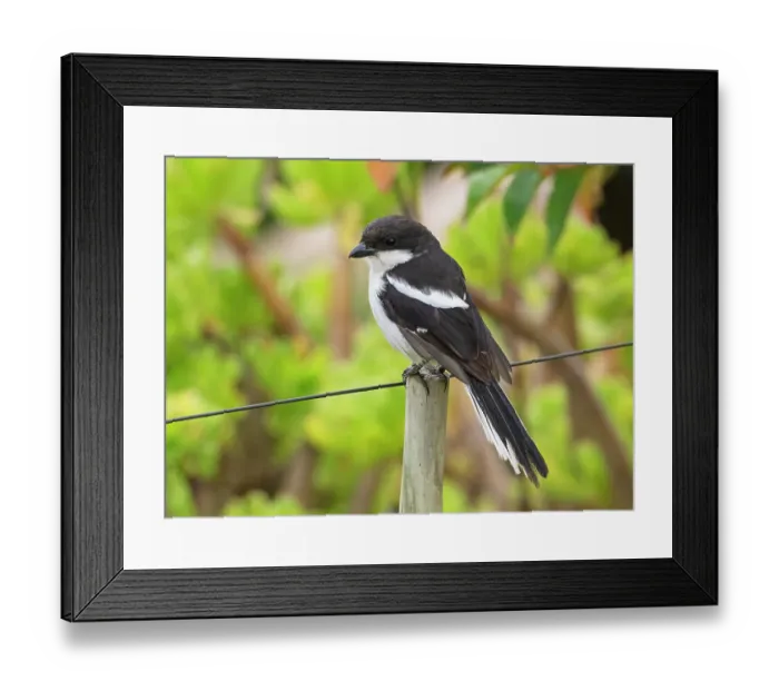 Framed Print : Fiscal flycatcher (Sigelus silens) male, perched on a garden fence post, Malgas, Cape Province, South Africa