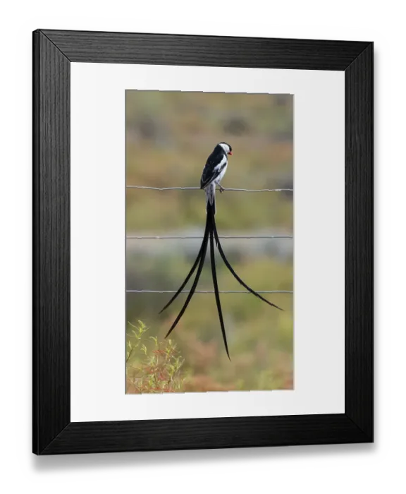 Framed Print : Pin-tailed whydah (Vidua macroura) male, perched on a wire fence hunting insects, Robertston, Cape Province, South Africa Framed Print : Pin-tailed whydah (Vidua macroura) male, perched on a wire fence hunting insects, Robertston, Cape Province, South Africa